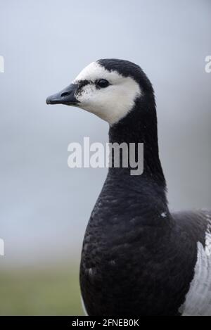 Barnacle Goose, White-fronted Goose, adult bird, March, North Rhine-Westphalia, Germany Stock Photo