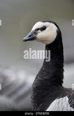Barnacle Goose, White-fronted Goose, adult bird, March, North Rhine-Westphalia, Germany Stock Photo
