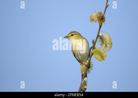 Willow Warbler, male, April, Haaksbergerveen, Haaksbergen, province Overijssel, Netherlands Stock Photo