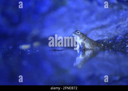 Natterjack toad, male during mating season, evening, May, Duisburg, Ruhr Area, North Rhine-Westphalia, Germany Stock Photo