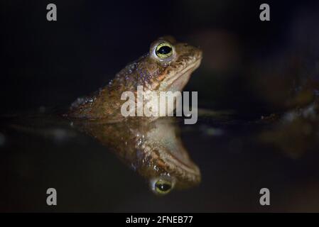 Natterjack toad, male during mating season, May, Duisburg, Ruhr Area, North Rhine-Westphalia, Germany Stock Photo