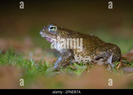 Natterjack toad, male during mating season, May, Duisburg, Ruhr Area, North Rhine-Westphalia, Germany Stock Photo
