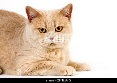 CREAM BRITISH SHORTHAIR CAT, ADULT FEMALE IN FRONT OF WHITE BACKGROUND Stock Photo