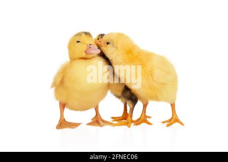 yellow chick kisses a duckling standing next to it isolated on a white background Stock Photo