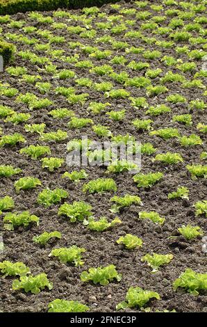 Lettuce (lactuca sativa), Lettuce, Compositae WITH BATAVIA SALAD Stock Photo