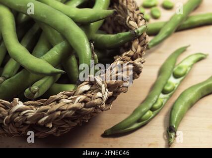 Fava bean, Field bean, Broad bean, Horse bean, Broad bean, Butterfly bean, FRESH BROAD BEANS (vicia) faba Stock Photo