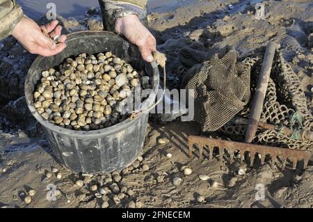 Bucket of fresly collected Common Cockles (Cerastoderma edule) on coastal mudflats, North Norfolk, England, United Kingdom Stock Photo