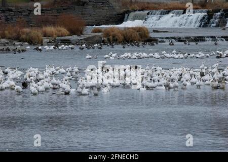 Snow geese (Anser caerulescens) on the river, Province of Quebec, Canada Stock Photo