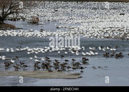 Snow geese (Anser caerulescens) on the river, Province of Quebec, Canada Stock Photo