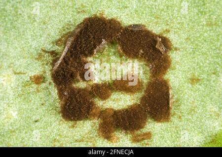 Photomicrograph of a circular pustule of antirrhinum rust, Puccinia arenariae, on a leaf underside, Berkshire, England, United Kingdom Stock Photo