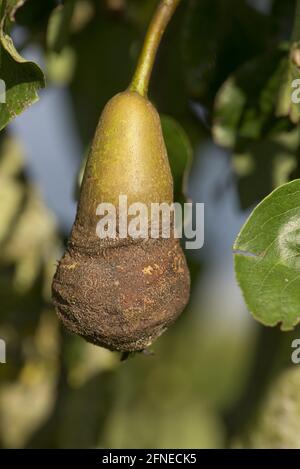 Common Pear, Pyrus communis, corky brown damage on the lower part of ...