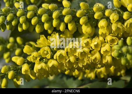 Mahonia x media, winter sun blooming garden shrub in full winter sun Stock Photo