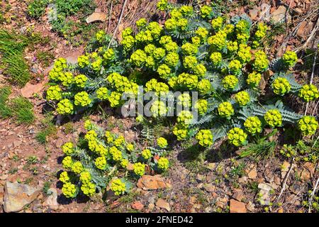 Upright Myrtle Spurge, Gopher spurge, blue spurge or broad-leaved glaucous-spurge Euphorbia Rigida.  A succulent species of flowering plant in the fam