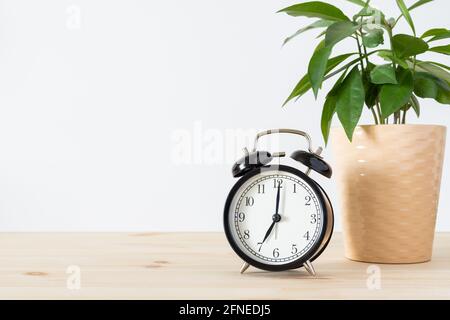 Classic vintage black alarm clock and potted green plant on wooden table with white wall background and copy space for text. Time concept. Stock Photo