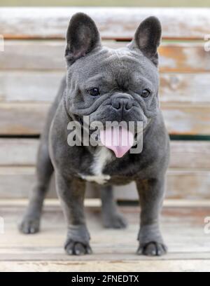14-Month-Old blue (gray) male Frenchie puppy standing on a bench and panting. Off-leash dog park in Northern California. Stock Photo