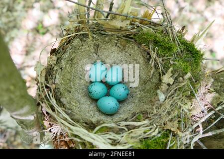 A bird's nest with turquoise spotted eggs in spring in its natural habitat. Stock Photo