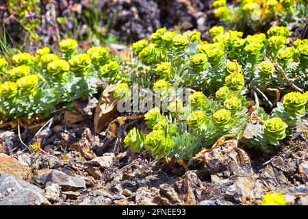 Upright Myrtle Spurge, Gopher spurge, blue spurge or broad-leaved glaucous-spurge Euphorbia Rigida.  A succulent species of flowering plant in the fam Stock Photo