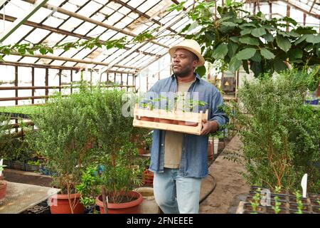 African farmer carrying box with young plants he working in greenhouse and caring about the plants Stock Photo