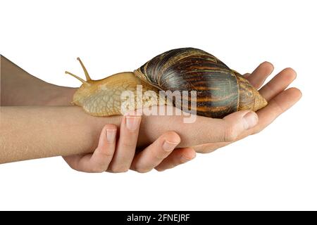 Hold cosmetic snail in hands isolated on white background. Achatina snail in brown shell. It is used for rejuvenation in medical and spa treatments. Animal on the hand. Stock Photo