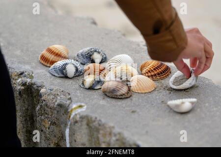 Asian Filipino woman lining up sea shells on a wall in Palavas les Flots, near Carnon Plage, Montpellier, Occitanie, South of France Stock Photo