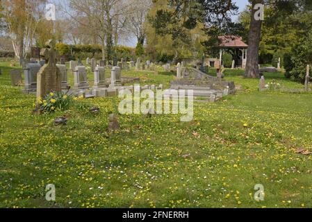 Spring flowers surrounding gravestones in the churchyard at St Peter's Church, Chelmarsh, Shropshire, UK Stock Photo