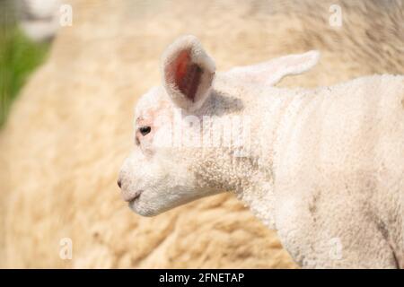 A newborn white lamb's head. In side view, mother sheep in the background. On a spring morning Stock Photo