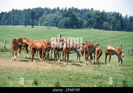 Trakehner Stud Liski near Bartoszyce (Bartenstein) in East Prussia is one of the largest in Poland. The horse breeding was taken over by the Germans. [automated translation] Stock Photo