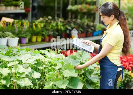 Pensive young woman with tablet computer checking cucumber plants in gardening center Stock Photo
