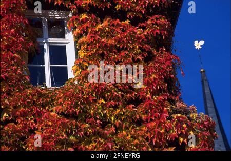 A house wall, overgrown with vine leaves in autumnal colours. [automated translation] Stock Photo