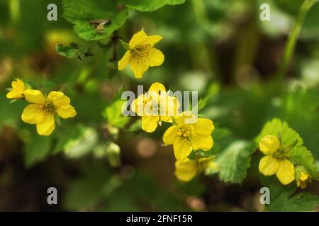 Waldsteinia geoides Willd. barren strawberry yellow flowers, rose family: Rosaceae, region: Eastern and central Europe Stock Photo