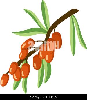 Sea buckthorn icon. A source of vitamin C. Useful small orange berries on a branch with a leaf, summer or autumn harvest in the garden Stock Vector