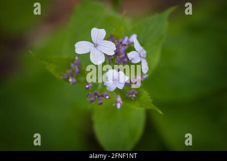 Lunaria rediviva Perennial honesty flowers, flowering plant in family Brassicaceae, region: Europe Stock Photo