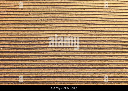 Top aerial view of on smooth furrows freshly planted agriculture plants in the soil Stock Photo