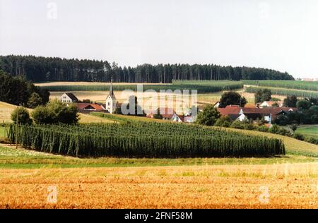 Hop growing in the Holledau. [automated translation] Stock Photo