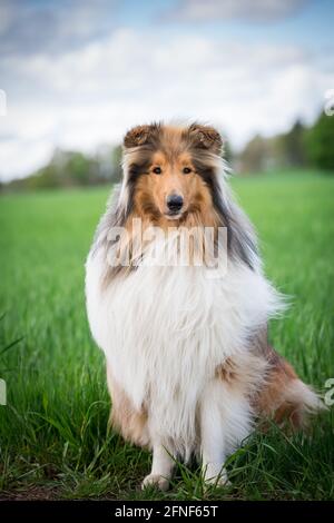 Collie Rough Stock Photo