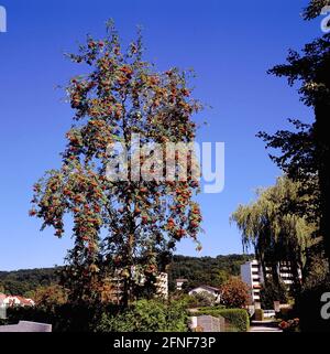The rowan (Sorbus aucuparia L), became tree of the year 1997. As a very robust tree species it colonizes almost all forest and soil types. [automated translation] Stock Photo