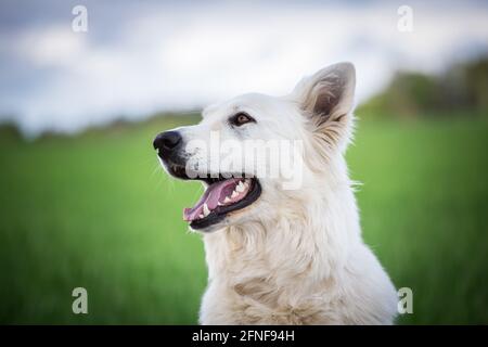 Berger Blanc Suisse Stock Photo