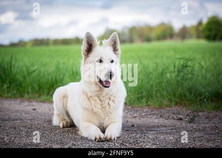 Berger Blanc Suisse Stock Photo