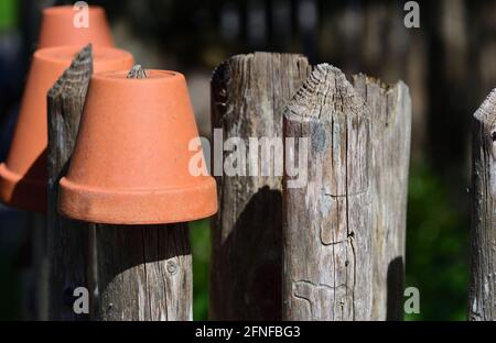 On a wooden garden fence hang a couple of empty clay flower pots Stock Photo