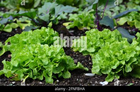 In the garden, fresh green lettuce grows in a vegetable patch Stock Photo