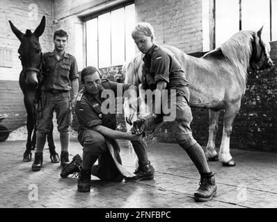 Sergeant Major Gerhard Strohmeyer serves as blacksmith for the mules in Bad Reichenhall. The Gebirgstragtierkompanie 230 has about 50 pack animals at its disposal. Mules and Hanflingers are ready to transport loads to remote mountain regions. [automated translation] Stock Photo