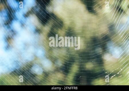 Close up Cobweb or spider's web against a natural background, Dew on a spider . Stock Photo