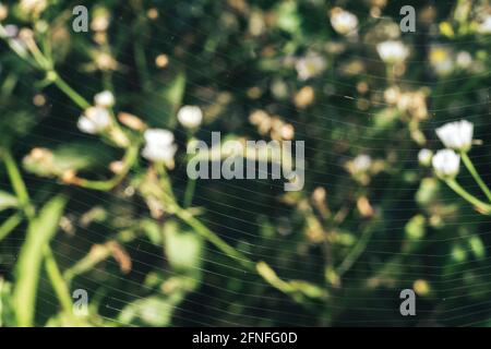 Close up Cobweb or spider's web against a natural background, Dew on a spider . Stock Photo