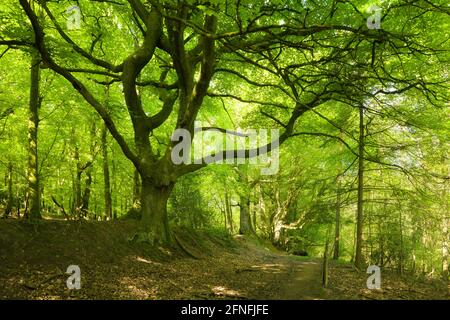 The Coleridge Way through a beech woodland west of Nether Stowey in the Quantock Hills National Landscape, Somerset, England. Stock Photo