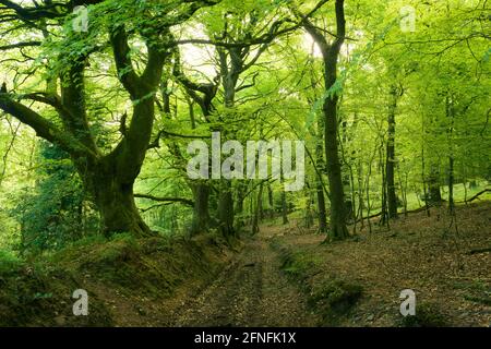 The Coleridge Way through a beech woodland west of Nether Stowey in the Quantock Hills National Landscape, Somerset, England. Stock Photo