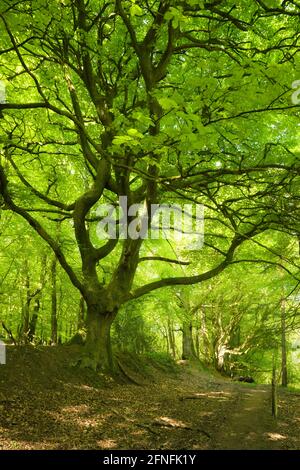 The Coleridge Way through a beech woodland west of Nether Stowey in the Quantock Hills National Landscape, Somerset, England. Stock Photo