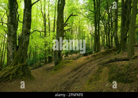 The Coleridge Way through a beech woodland west of Nether Stowey in the Quantock Hills National Landscape, Somerset, England. Stock Photo