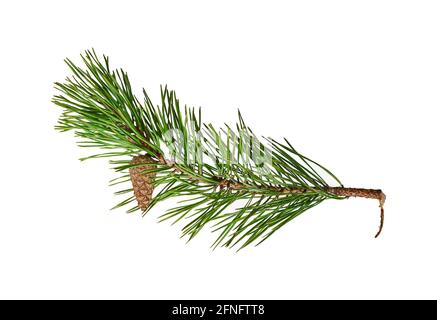 A branch of pine with a not blooming cone. Conifer tree. Isolated on a white background. Stock Photo