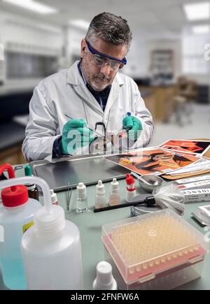 Police scientist takes DNA samples on tweezers in crime lab, conceptual image Stock Photo