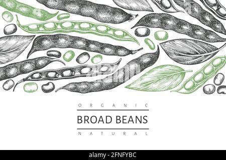 Hand drawn broad beans design template. Organic fresh food vector illustration. Retro pods illustration. Engraved botanical style cereal background. Stock Vector